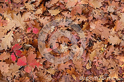 Fallen leaves background Stock Photo