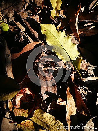 Fallen leaves being bathed with sunlight Stock Photo