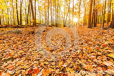 Fallen leaves and fall foliage Stock Photo