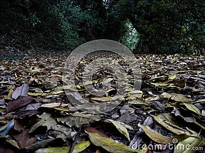 Fallen leaves on forest floor Stock Photo