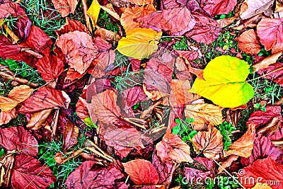 Fallen leaves Stock Photo