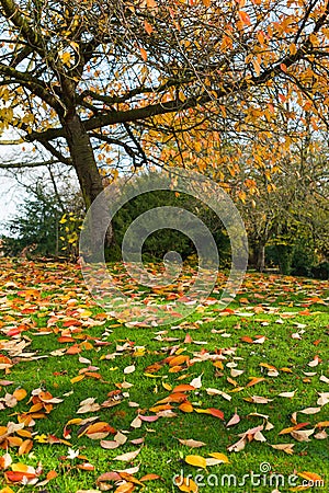 Fallen leaves on a lawn Stock Photo