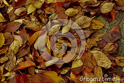 Fallen Leaves make change beautiful Stock Photo