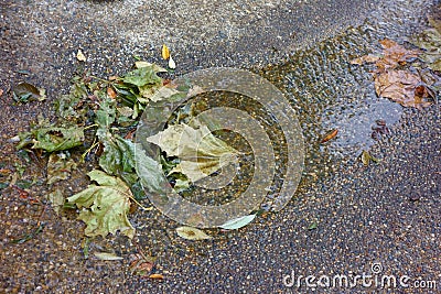 Fallen leaves in the murmuring of a stream Stock Photo
