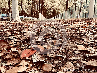 Fallen leaves and spring again Stock Photo