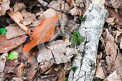 Fallen leaves from trees and a branch with moss in the forest macro Stock Photo