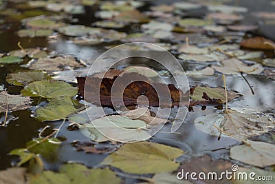 Fallen leaves on the water Stock Photo