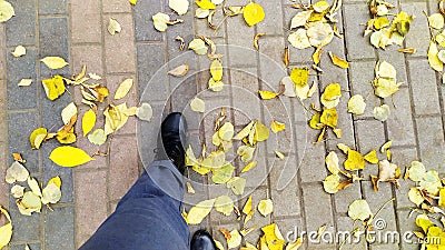 Fallen maple leaves underfoot. Feet walks along the sidewalk with yellow leaves Stock Photo