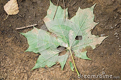 Dirty green maple leaf on the wet sandy ground. Stock Photo