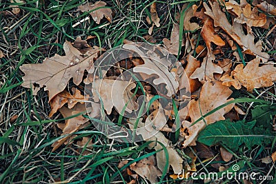 Dry autumn leaves on the ground Stock Photo