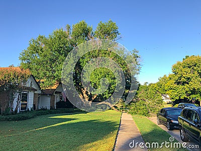 Fallen oak tree broken branches on the sidewalk of residential house in suburbs Dallas, Texas, USA Stock Photo