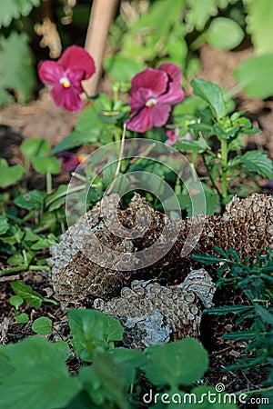 Fallen old abandoned wasp nest on the ground Stock Photo