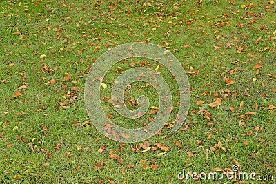 Fallen orange leaves on the grass. Texture Stock Photo