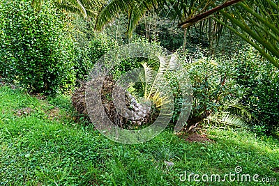 A fallen palm tree torn out of the ground. Natural disaster Stock Photo