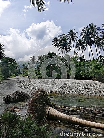 Fallen palm tree trunks lying in a shallow river on Mindoro, Philippines Stock Photo