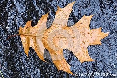 Fallen pin oak leave in the autumn rain on a black granite stone, raindrops on the leaves, cloudy weather Stock Photo