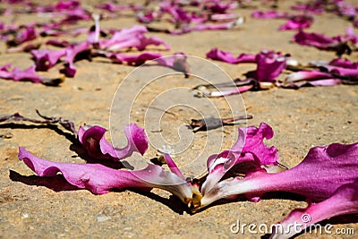 Fallen pink flower petals scattered all over the sand ground. Symbolize unhappiness, sadness, hopelessness and despair for a Stock Photo