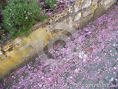 Fallen pink flowers at an old city wall Stock Photo