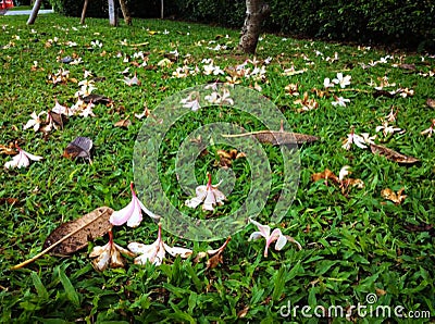 Fallen Plumeria Flowers And Leaves Strewn Across A Lush Grassy Lawn Stock Photo