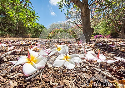 Fallen Plumeria flowers Stock Photo