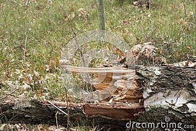 Fallen rotten birch tree Stock Photo