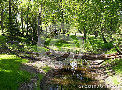 Fallen Tree Stock Photo