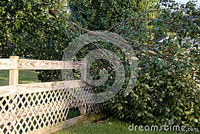 Fallen Tree Stock Photo