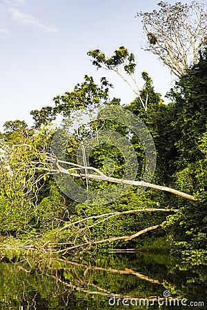 A fallen tree along a river Stock Photo