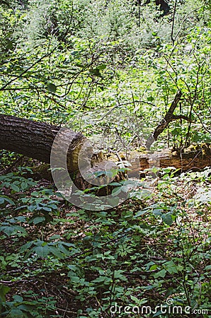 Fallen tree from beaver gnawing in Duck Mountain provincial park, Manitoba, Canada Stock Photo