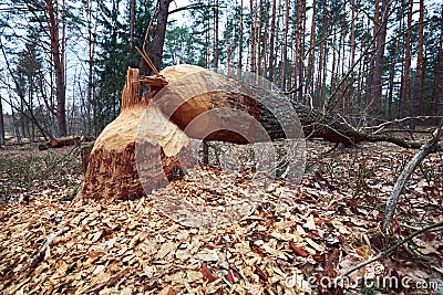 Fallen tree with beaver teeth marks. Tree trunk nibbled by beavers on river bank in forest Stock Photo