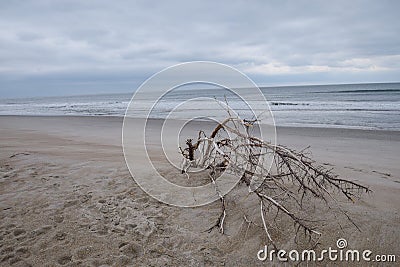 Fallen Tree Branch on Beach Stock Photo