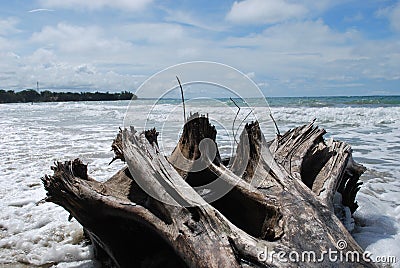 Fallen tree at cahuita beach Stock Photo