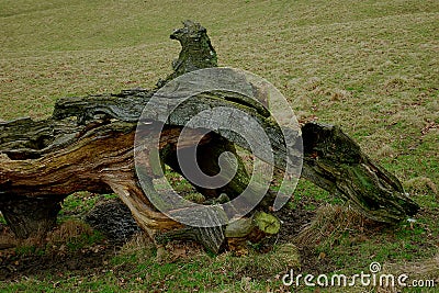 Fallen Tree, Chatsworth Park, Derbyshire. Stock Photo