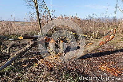 Fallen tree damaged by beaver, Hungary Stock Photo
