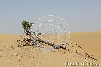 Fallen tree with exposed roots and green top in desert Stock Photo