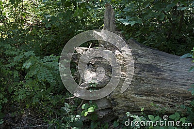 Uprooted tree with ivy Stock Photo