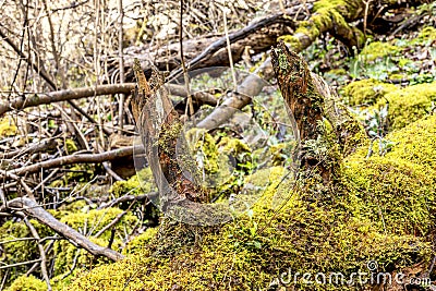Fallen Tree in forest moss Stock Photo