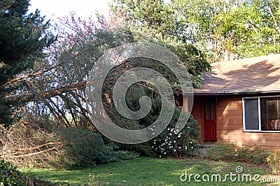 Fallen tree on house Stock Photo