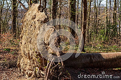 Fallen tree with large, vertically rising, earth-covered root on a sunny day in the forest Stock Photo