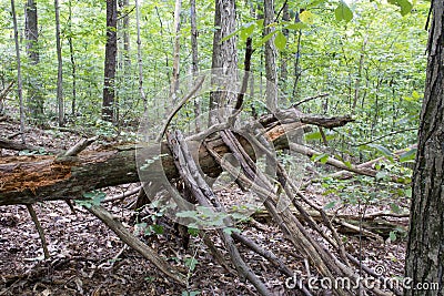 Fallen tree with limbs Stock Photo