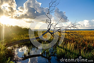 Fallen tree in marsh land of Galveston Bay at sunrise Stock Photo