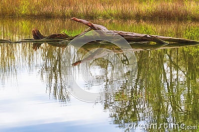 Fallen tree in a pond Stock Photo