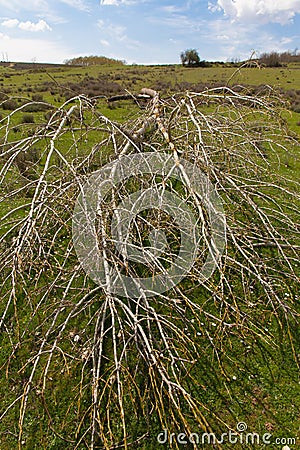 Fallen Tree Stock Photo