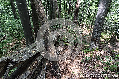 Fallen tree after a powerful lightning on the way to Kozya stena hut. The mountain in the central Balkan astonishes with its. Stock Photo