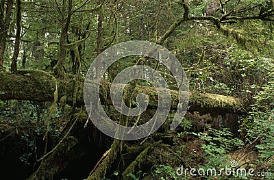 fallen tree in a rain forest Stock Photo