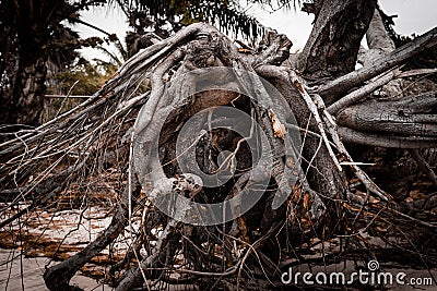 Fallen tree roots | photo made in Zaire, Angola Stock Photo