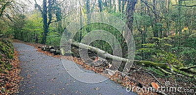 Fallen tree from Storm Damage Stock Photo