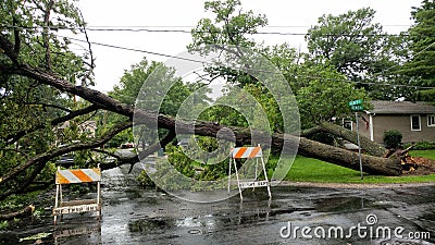 Fallen Tree that took Power Lines Down Editorial Stock Photo