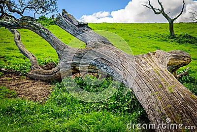 Fallen tree on the top of hill Stock Photo