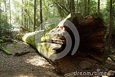 Fallen Tree Trunk Stock Photo